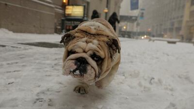 A bulldog walks through the snow in New York. Lucas Jackson / Reuters