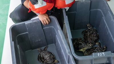 A batch of 10 turtles, three green and seven hawksbill, were released from Porrima into the water by Jumeirah Beach. Antonie Robertson / The National