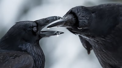 The intimate touch by Shane Kalyn, showing two ravens in Canada, won Wildlife Photographer of the Year: Behaviour: Birds Award. Shane Kalyn / Wildlife Photographer of the Year