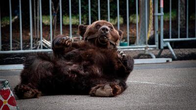Animal protection group AVES France shows bear Mischa in Racquinghem, northern France. AP