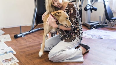 Debbie Lawson, of the Middle East Animal Foundation, with Jenga. The dog was found with a gunshot wound and is now in foster care. Ms Lawson and her group are trying to create awareness about the plight of abandoned animals in the UAE. Reem Mohammed / The National