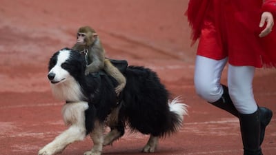 Humans often train animal to do unnatural things, but we'd be surprised by the things that happen in nature. (Johannes Eiselle / AFP)