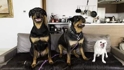 Rottweilers Thor, left, and Daria with Spook in a flat in Al Bandar, Abu Dhabi. Christopher Pike / The National