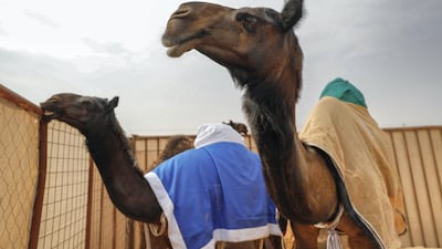 Sleema and Sleema, mother and daughter beauty queens at their pen at the Al Dhafra Festival. Victor Besa / The National Section: NA Reporter: Anna Zacharias