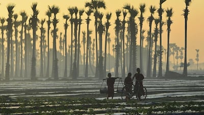 A novice Buddhist monk, left, carrying alms collected from devotees follows two monks pushing a bicycle in front of a field of palm trees in Kyauk-Se, Myanmar. Aung Shine Oo / AP