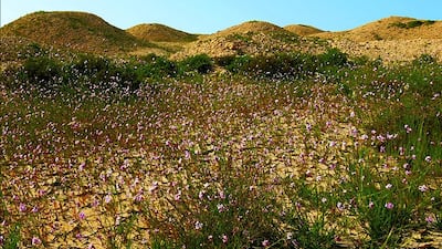 The Dilmun Burial Mounds in Bahrain span across 21 archaeological sites in the western part of the Gulf island. Supplied