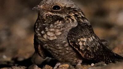 The European nightjar, a grey and brown migratory bird that is rare to the region was seen in Fujairah in November