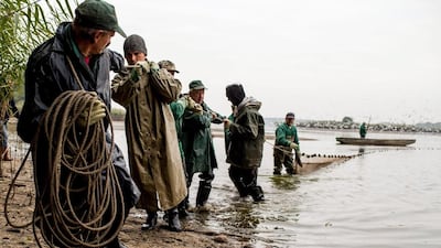 Polish fisherman pull a net from the Milickie Ponds during the traditional Carp haul in Grabownica village, south-west Poland. Maciej Kulcynski / EPA