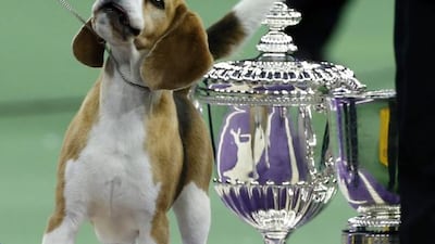 Miss P, a 15-inch Beagle who won Best in Show, stands near the winner’s trophy at 139th Westminster Kennel Club Dog Show at Madison Square Garden. Mike Segar / Reuters