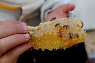 A beekeeper in Khan Younis holds a piece of honeycomb. Reuters