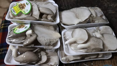 Packaged oyster mushrooms ready for the market.