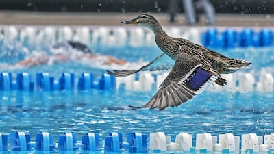 A duck flies out of the swimming pool during the 400 metre Freestyle final of the Swiss national swimming championships in Tenero, Southern Switzerland. Patrick B. Kraemer / EPA