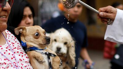 A woman holds her dog to be blessed by a priest at the Cathedral San Bernardino de Siena during the ceremony commemorating the Feast of San Antonio Abad, the patron saint of domestic animals, in Xochimilco on the outskirts of Mexico City, Mexico January 17, 2024. REUTERS / Raquel Cunha TPX IMAGES OF THE DAY