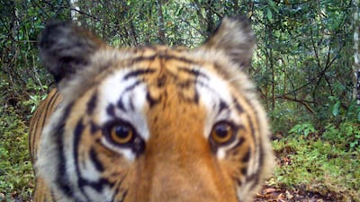 A tiger looks straight into a remote camera installed in a forest in western Thailand. Department of National Parks, Wildlife and Plant Conservation / EPA