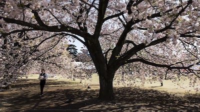 An waitress walks under a cherry tree in bloom during the cherry blossom viewing party hosted by Japan's Prime Minister Shinzo Abe at the Shinjuku Gyoen National Garden in Tokyo, Japan. Getty