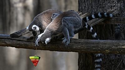Two lemurs eat iced fruit to cool off at the Rome Zoo as temperatures touch 40°C during a heat wave in July. AFP