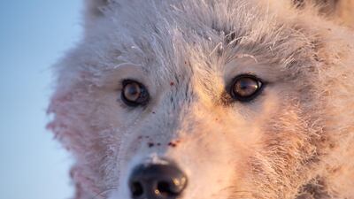 Episode 2, The Sun: an Arctic wolf hunting on Ellesmere Island in Nunavut, Canada. Photo: Alain Lusignan/ Silverback Films 2018