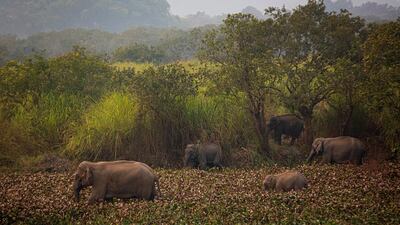 A herd of wild elephants look for food in a forested area near a railway track at Panbari village, on the outskirts of Gauhati, India. AP Photo