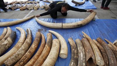 At least 3 tons of ivory were hidden in tea leaf sacks from Kenya in the second-biggest bust in the country’s history. Chaiwat Subprasom/Reuters