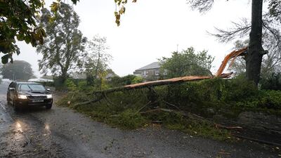 A tree blown over by Storm Babet in Brechin. PA