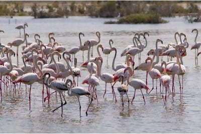 Flamingos at the Ras Al Khor Wildlife Santuary