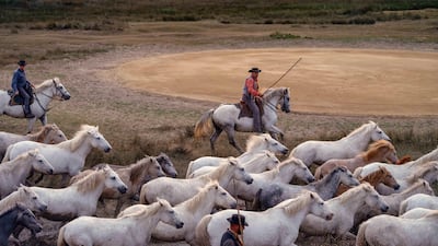 Wild Camargue horses, native to the southern French region, were part of the Hermes spectacle. Photo: Carol Sachs