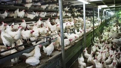 Chickens are held in an indoor area at Baumeister Frischei egg and chicken farm in Breckerfeld, Germany. Sascha Schuermann/ Getty Images