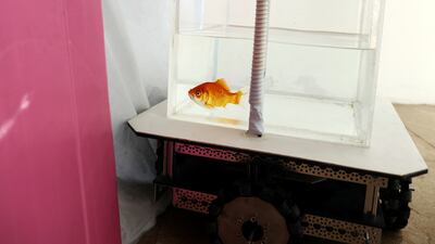 A goldfish navigates around the room using the fish-operated vehicle.