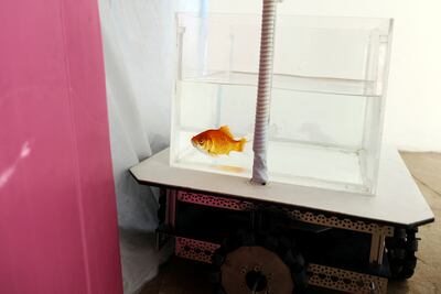Goldfish in the study were rewarded with food each time they reached a target set by the researchers.