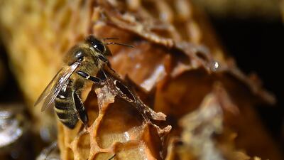 A decline in the numbers of bees and other insects affects the propagation of plants, including food crops. AFP