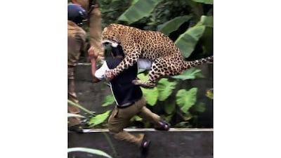 The leopard leaps on a forest guard.