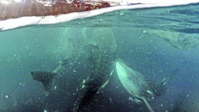 The Sea category: The entry from Arief Adhari, of Indonesia. Courtesy HIPA