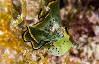 The waters off the coast of Fujairah are teeming with marine life. Courtesy Freestyle Divers