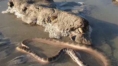 A venomous ornate reef sea snake stranded on a beach along the Arabian Gulf. Photo: Johannes Els