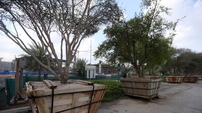 Bigger trees need larger containers to maximise their survival chances after being replanted. Sammy Dallal / The National