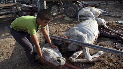 I was in a state of shock that another UN school was again hit by tank shells. When we arrived to the scene donkeys had been killed, many were dripping in blood as they leaned against the metal fence as they died. A young Palestinian boy tried to comfort his dead donkey outside the UN school in Jabalya, Gaza where several Israeli tank shells slammed into a crowded UN school used as shelter for refugees, killing at least 15 people and wounding 90. Ten donkeys were killed and many died later. The deadly strike came a day after Israel unleashed its heaviest air and artillery assault in the bloodiest day of the three-week Gaza war, destroying key symbols of Hamas control, shutting down the territory’s only power plant and leaving at least 128 Palestinians dead. All I could think was how could this happen not only once but twice? I had watched the displaced at the beginning of the war fleeing their homes to safety. They were supposed to be safe in these overcrowded schools, not wounded and killed.