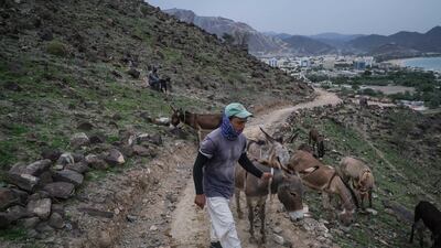 Shepherds walk with their donkeys in the Khor Fakkan mountains, Sharjah.