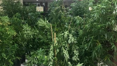 Some of the record number of marijuana plants seized by Dubai Police. Dana Moukhallati / The National