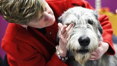 An Irish Wolfhound is groomed in the penning area during day one of judging of the 2014 Westminster Kennel Club Dog Show. Eduardo Munoz/Reuters