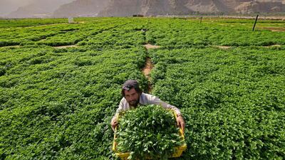 A farmers harvests leafy vegetables in a field on the mountain range of Jabel Jais in Ras Al Khaimah, on January 24, 2021. Karim Sahib / AFP