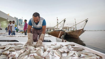 A fisherman arranges the catch of the day at Ajman Fish Market. Overfishing is effecting almost half of all bony fish in the Arabian Gulf. Leslie Pableo for The National