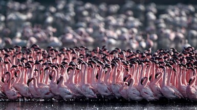A flock of flamingoes in a pond in Navi Mumbai, India. AFP