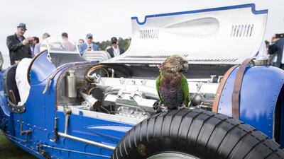 A parrot sits on the wheel of a 1935 Bugatti Automobiles SAS Type 59/50s. Bloomberg