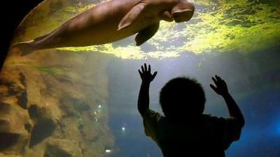 With almost 3,000 dugongs, Abu Dhabi has the world's second-largest population. Australia has the largest.