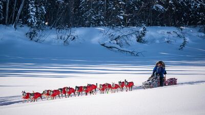 Mitch Seavey mushes into the Nikolai, Alaska, checkpoint during the Iditarod. AP