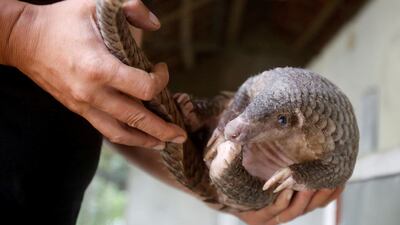 A man holds a pangolin at a wild animal rescue center in Cuc Phuong, outside Hanoi, Vietnam. Reuters
