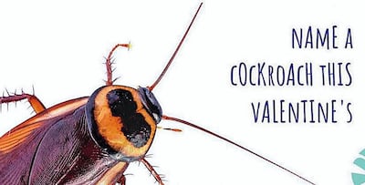 Christen a cockroach. Photo Hemsley Conservation Centre website