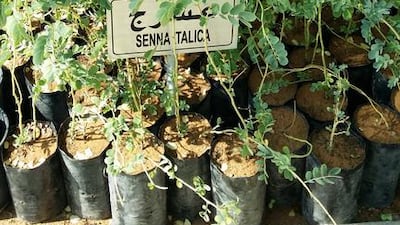 Senna italica. Shrub (medium). Indigenous to the Middle East and Africa. Courtesy of Melanie Hunt
