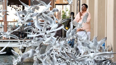 Seagulls flock to Dubai Creek. Visitors continue to go to the area, despite attacks across the region. Chris Whiteoak / The National
