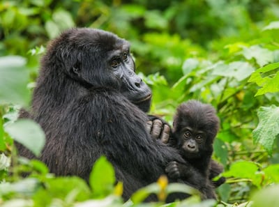 Spot gorillas in Rwanada with a TCS World Travel all inclusive private jet trip.